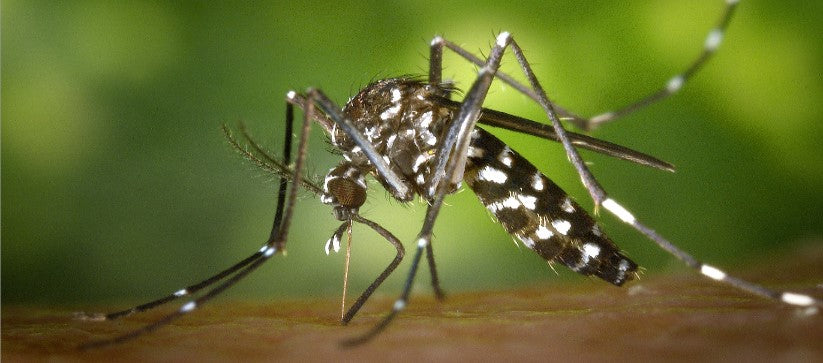 Some facts about chikungunya virus