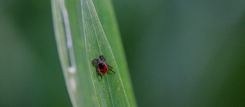3 minutes to get to know ticks